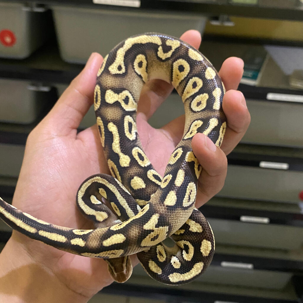 Ball python pastel mojave / pastave male baby up