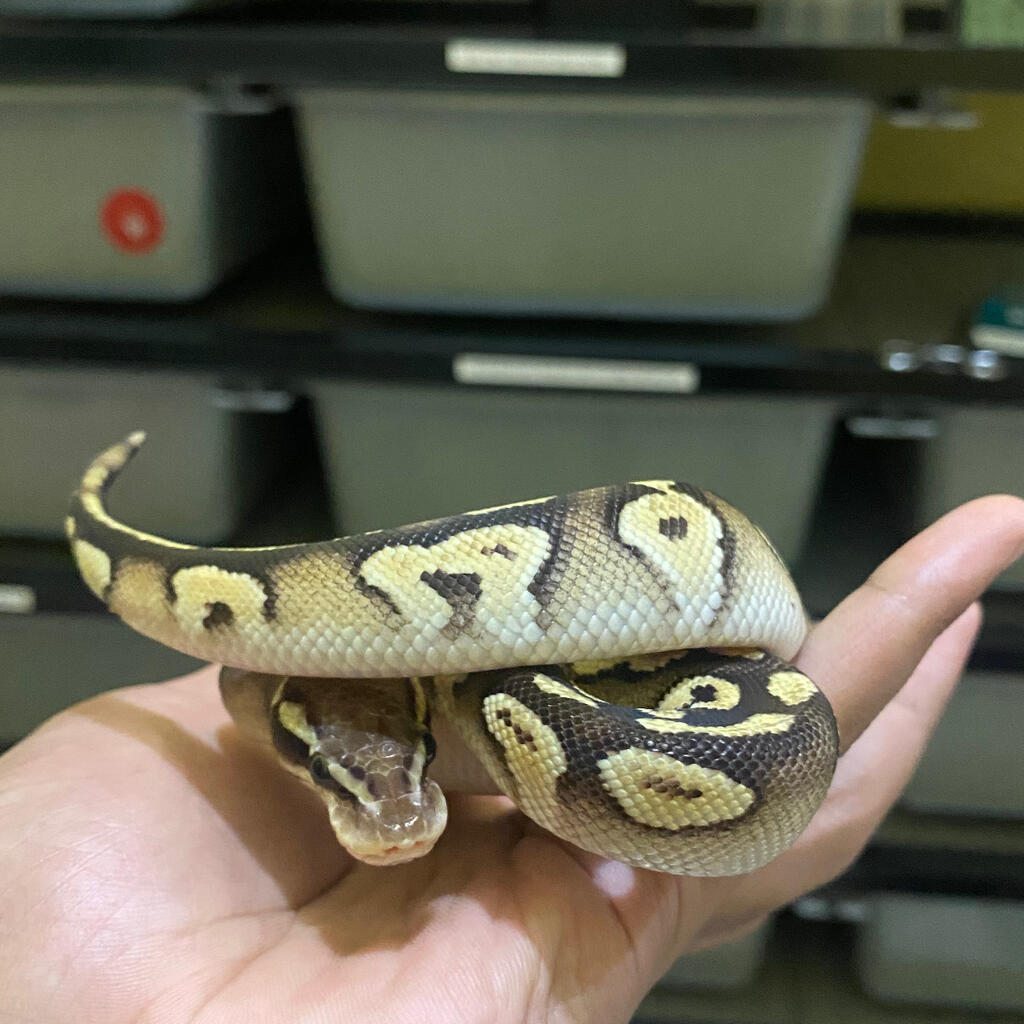 Ball python mojave female baby up