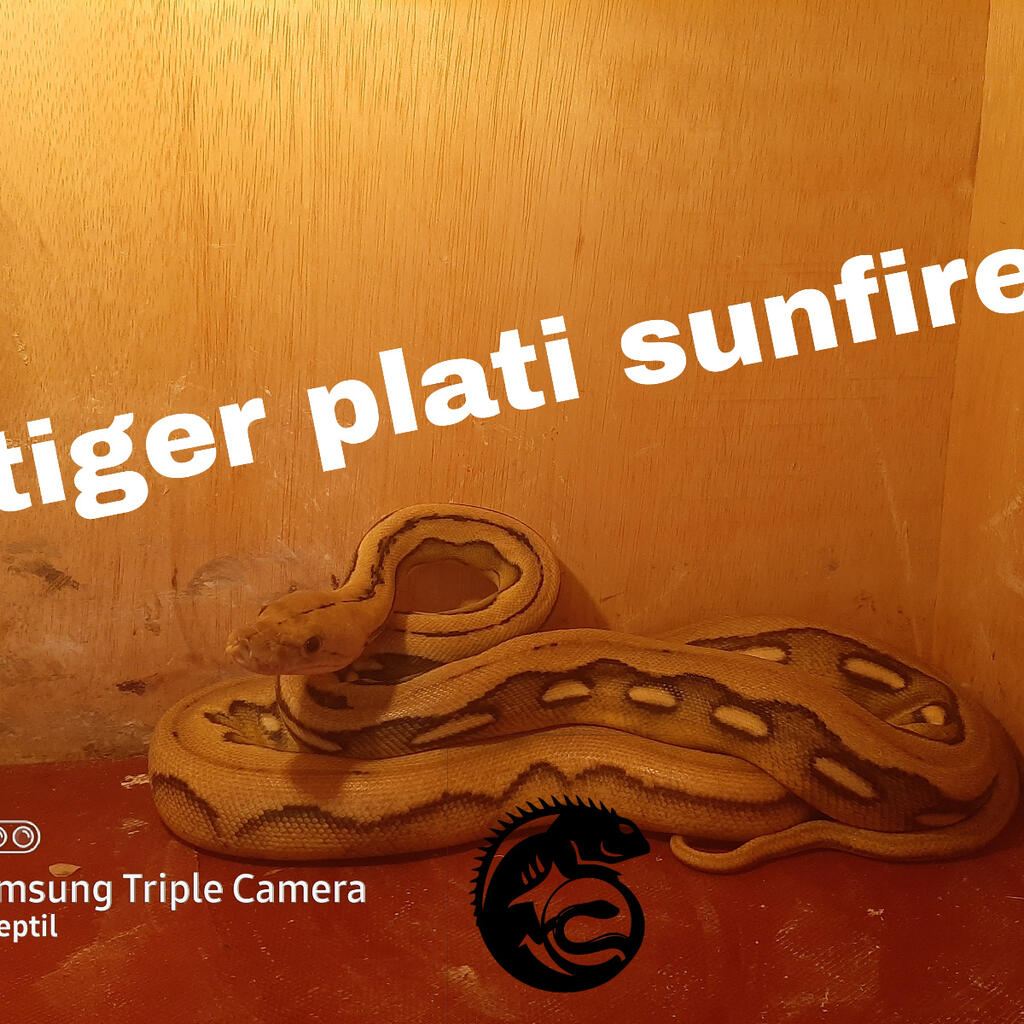 tiger plati sunfire