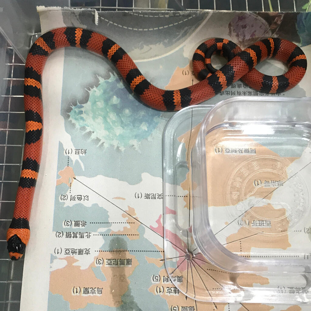 Milk Snake Tangerine 1.0 (Male)