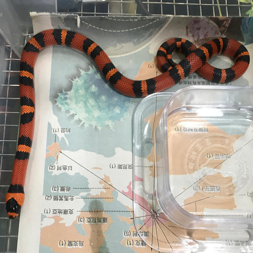 Milk Snake Tangerine 0.1 (Female)