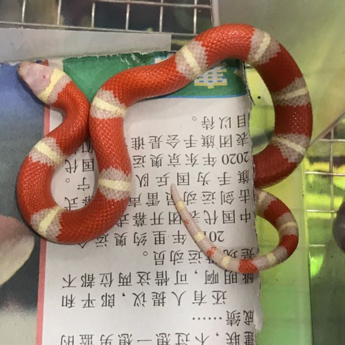 Milk Snake Albino Nelsoni 1.0 (Male)
