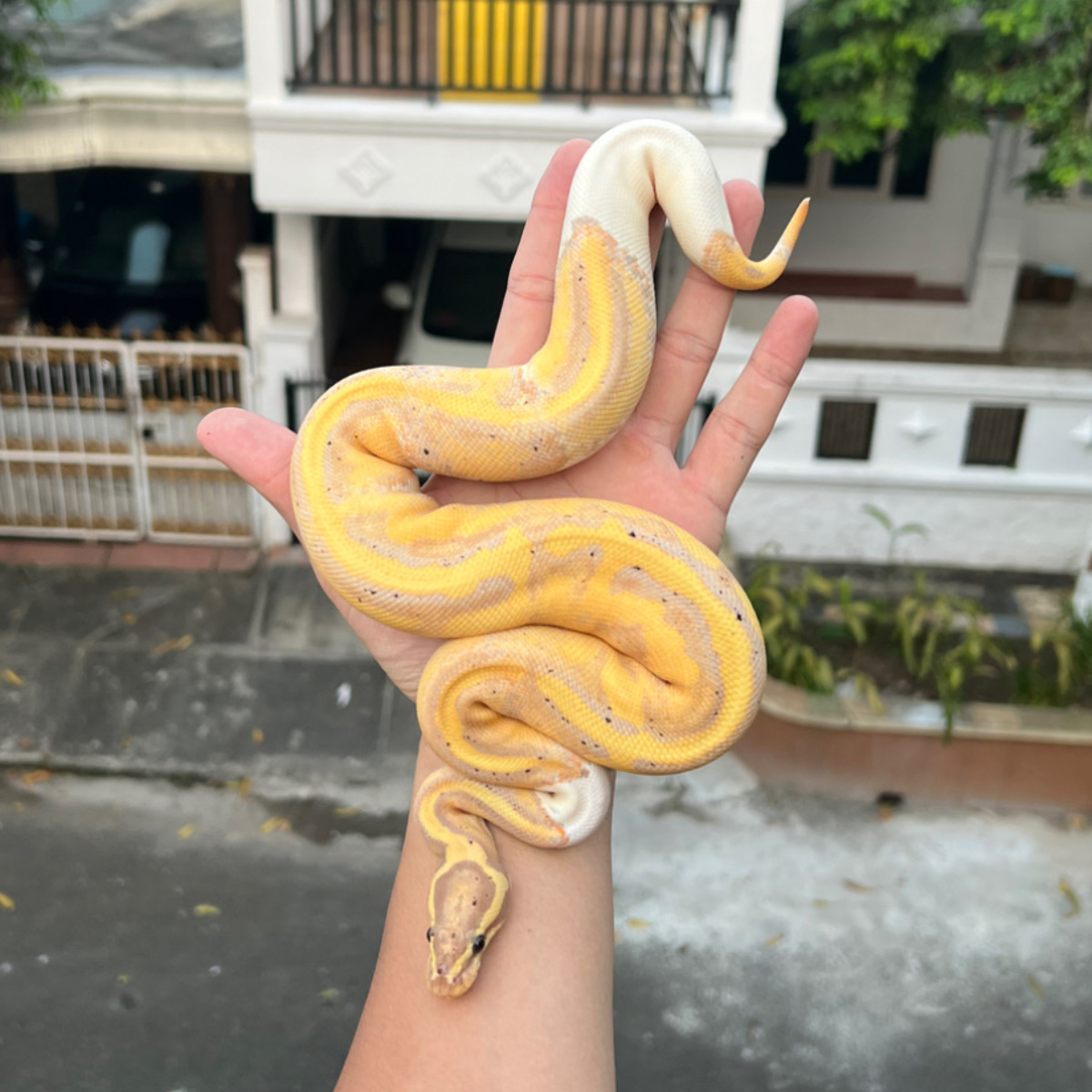 female ball python pied banana