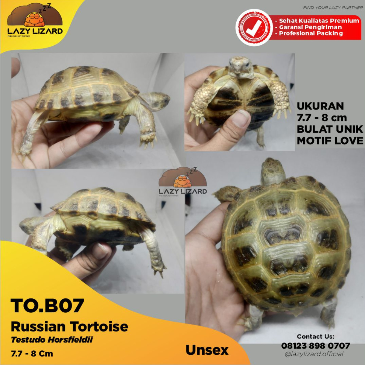 Russian Tortoise, Kura Rusia Bentuk Lope Lope