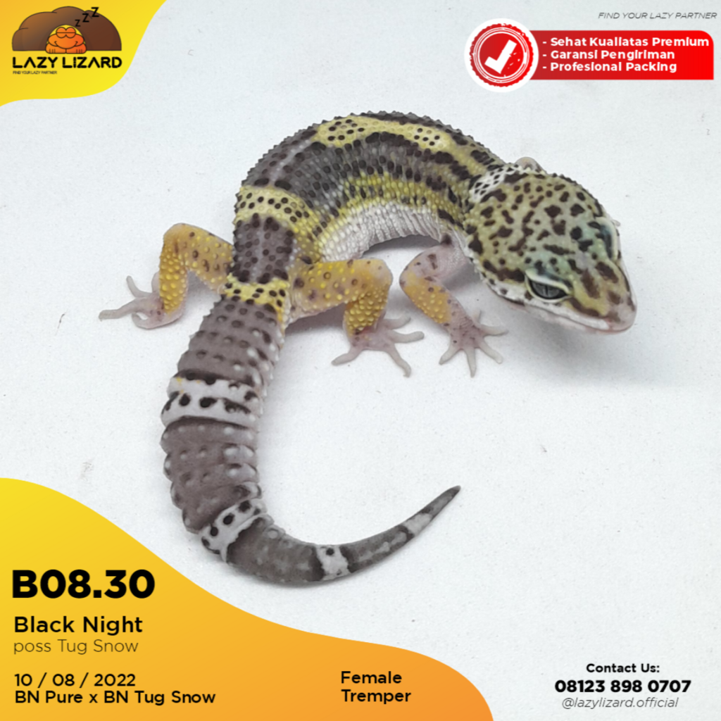 Black Night Leopard Gecko, Cetak Solid B08.30