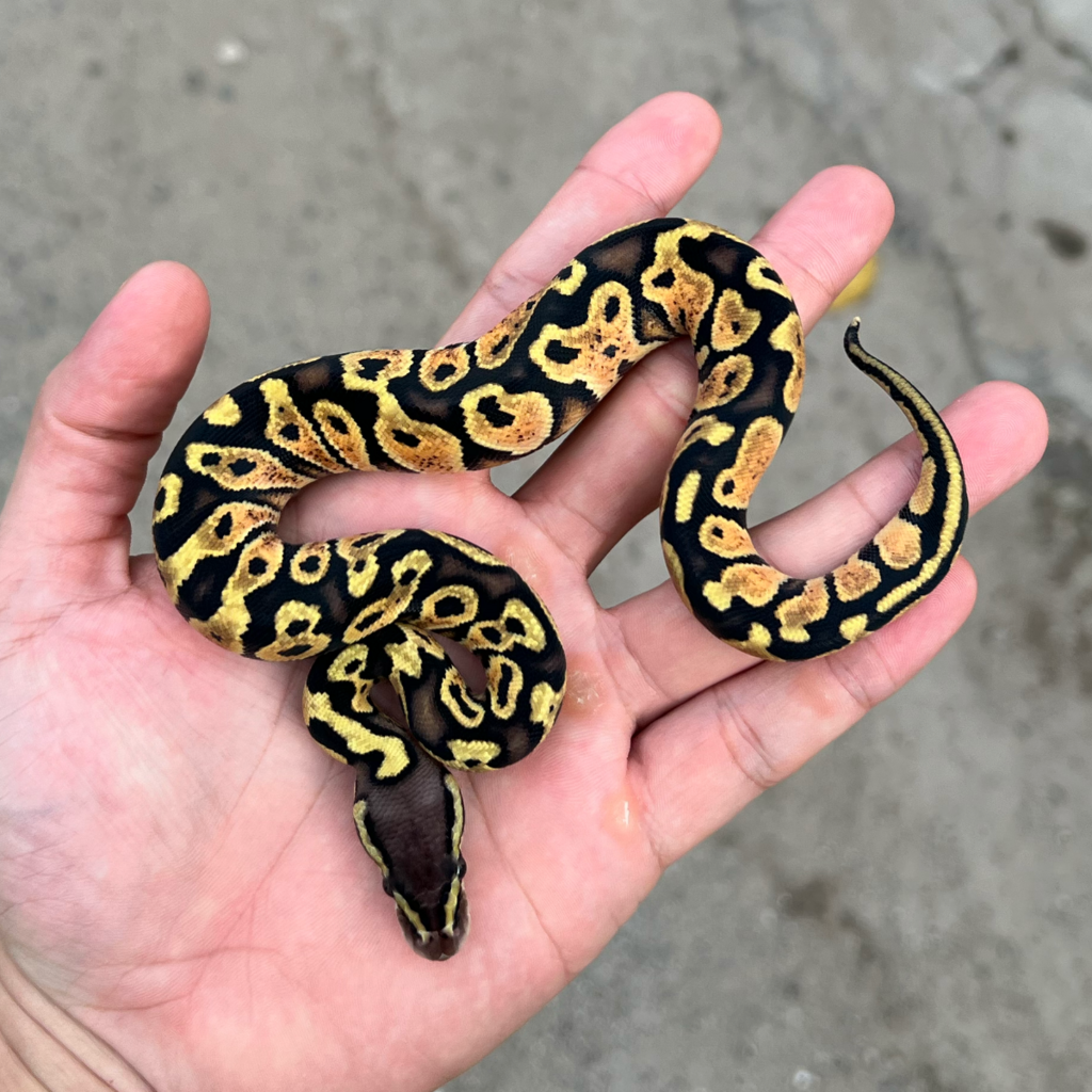 ball python yellowbelly p