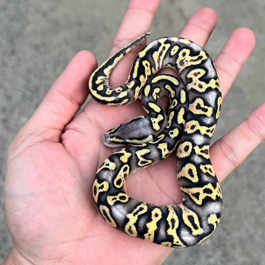 ball python super pastel 
