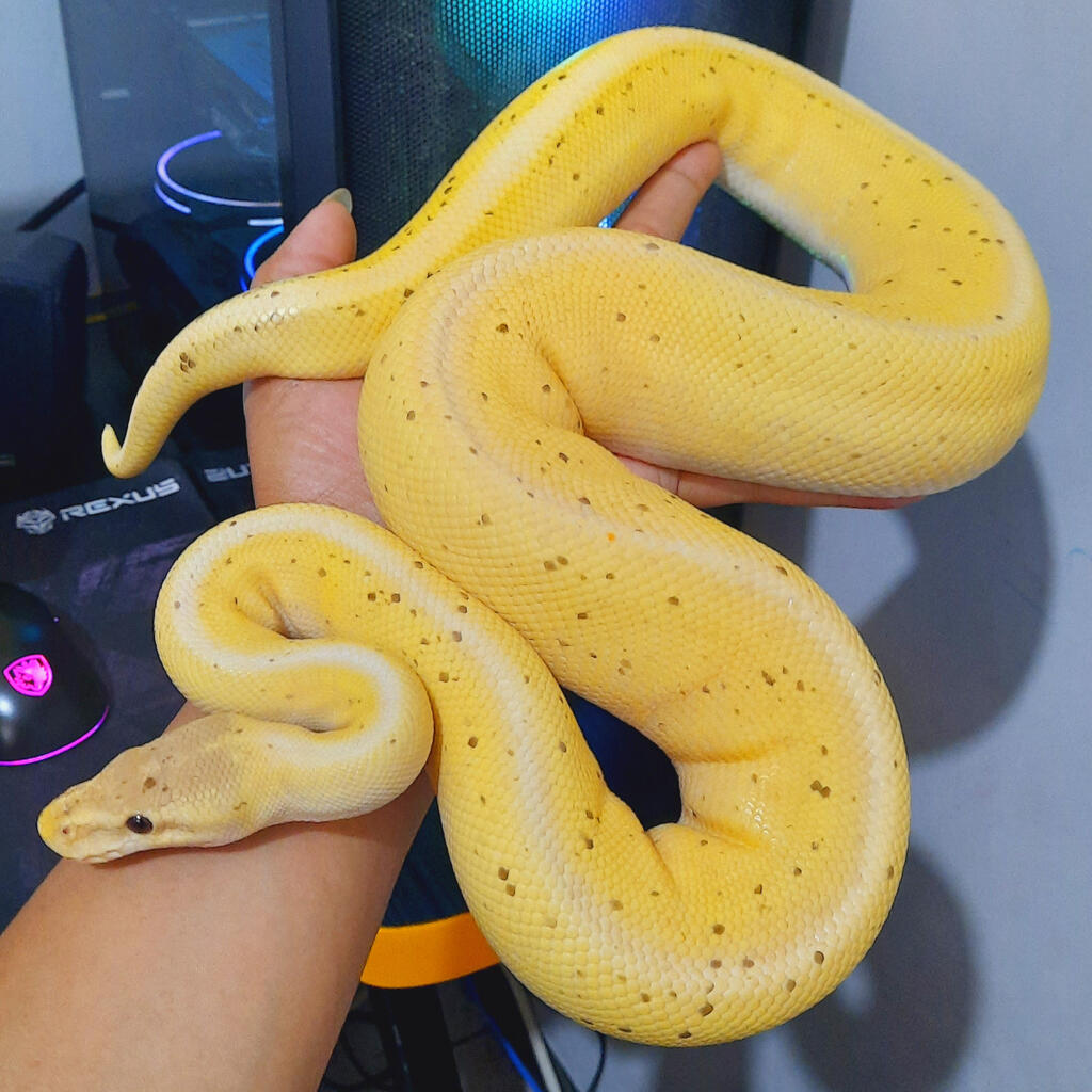 Banana Cinnamon Genetic S