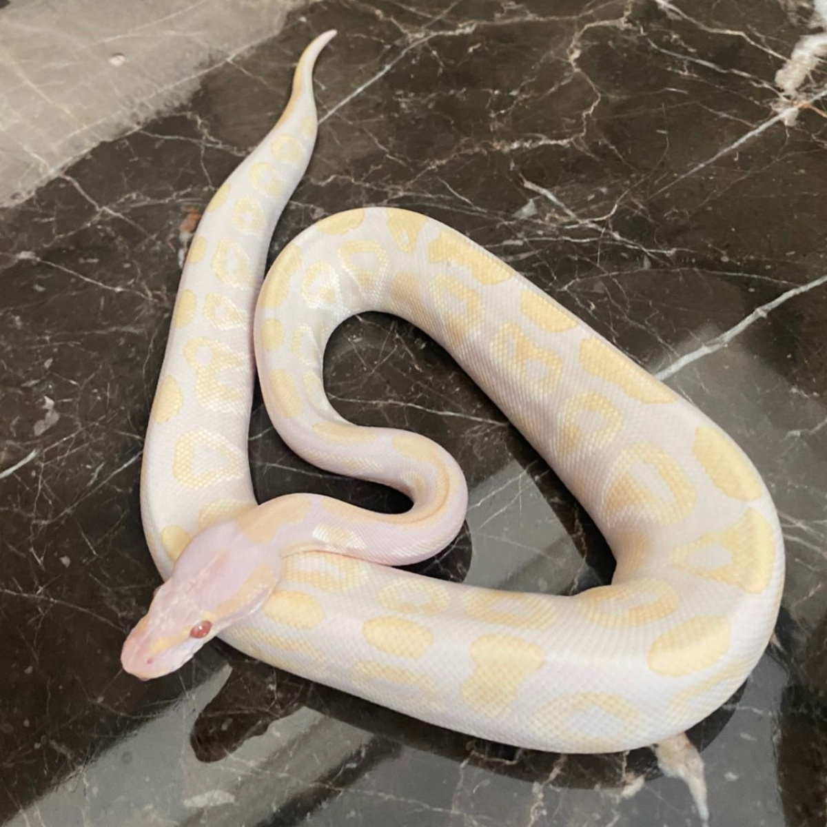 f ball python lavender phantom female