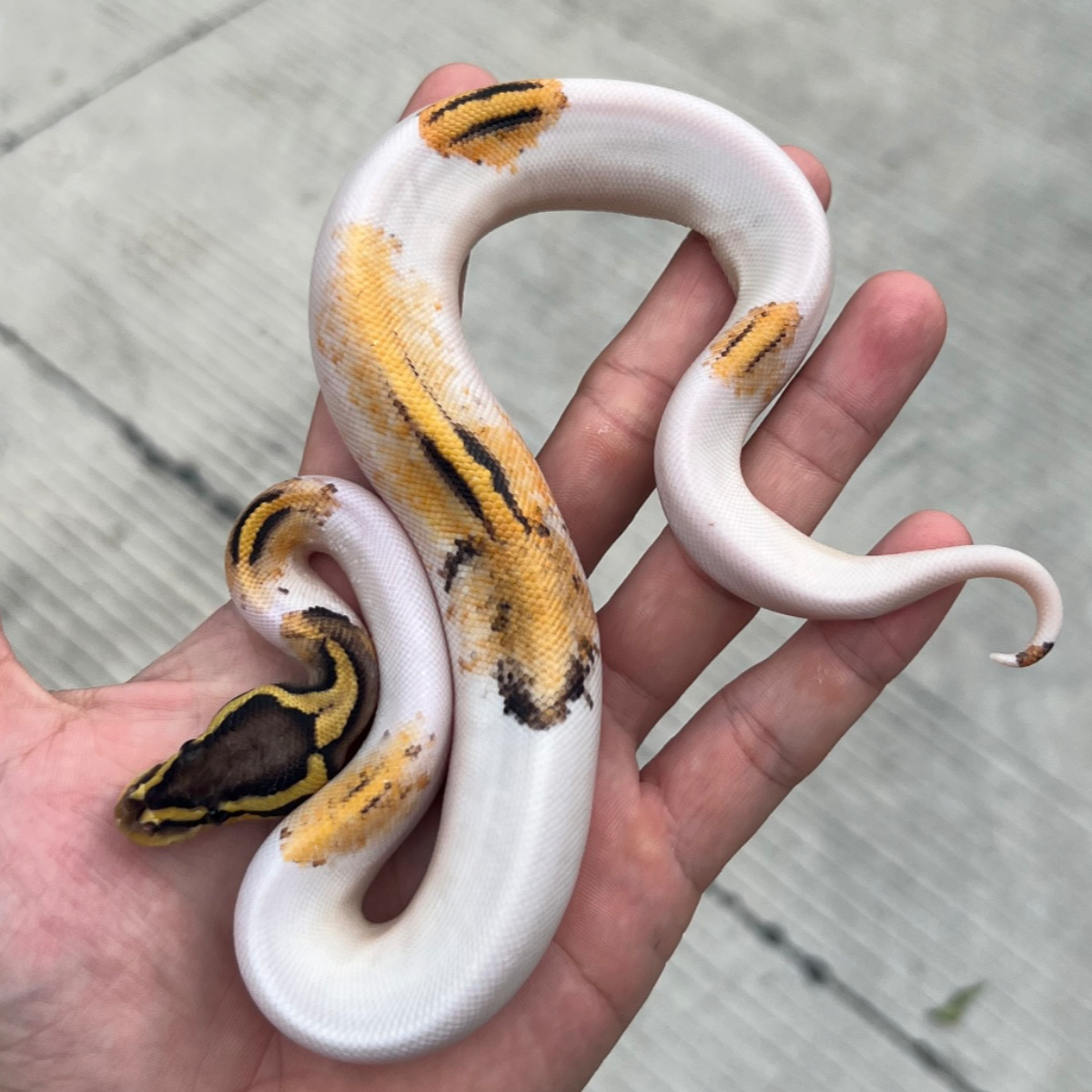 f ball python pied pastel yellowbelly