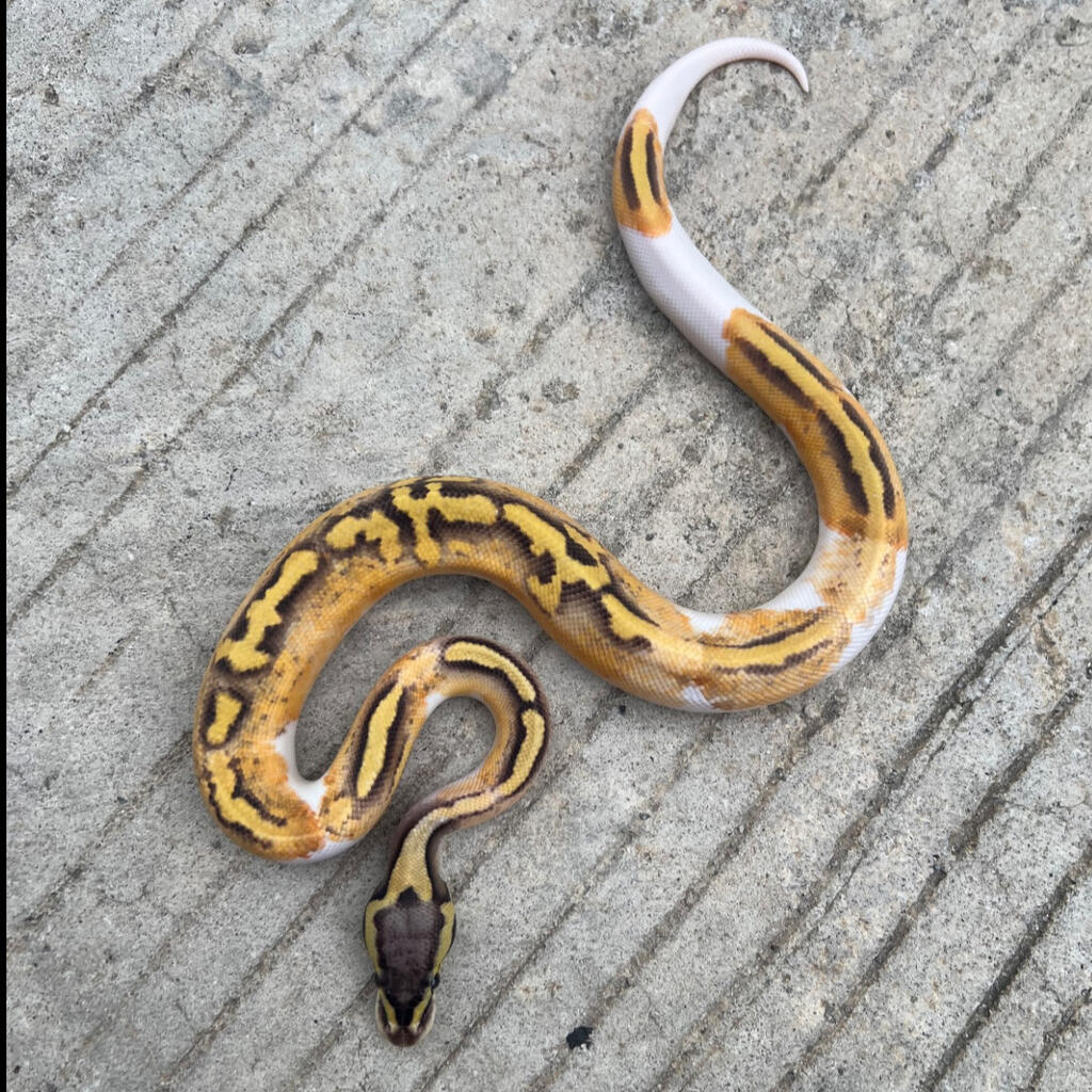 ball python pied pastel enchi yellowbelly