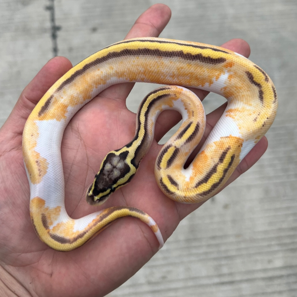 ball python pied yellowbelly super pastel