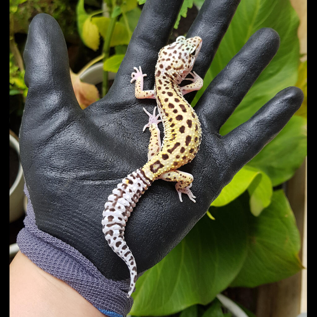 WY ECLIPSE MALE & FEMALE 