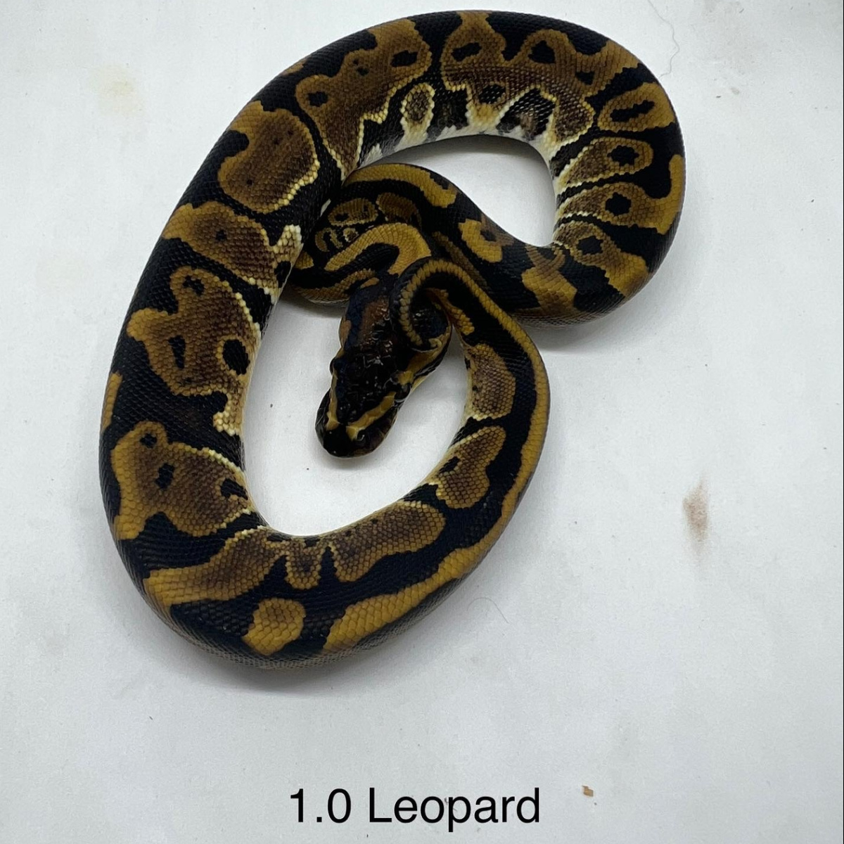 1.0 Leopard