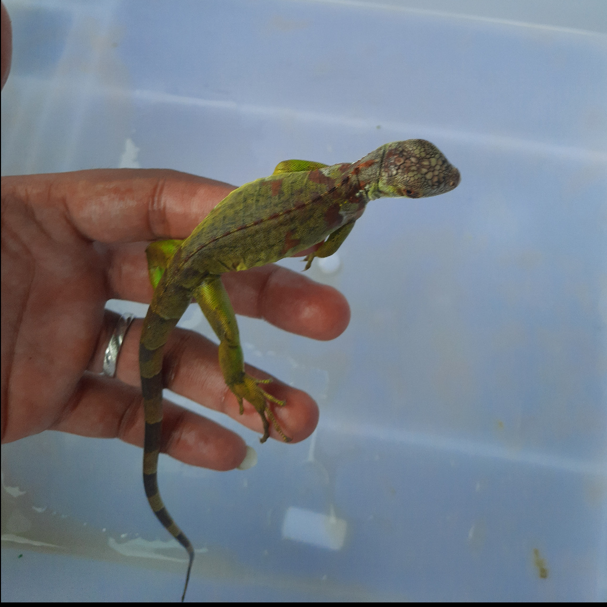 Iguana Super Red