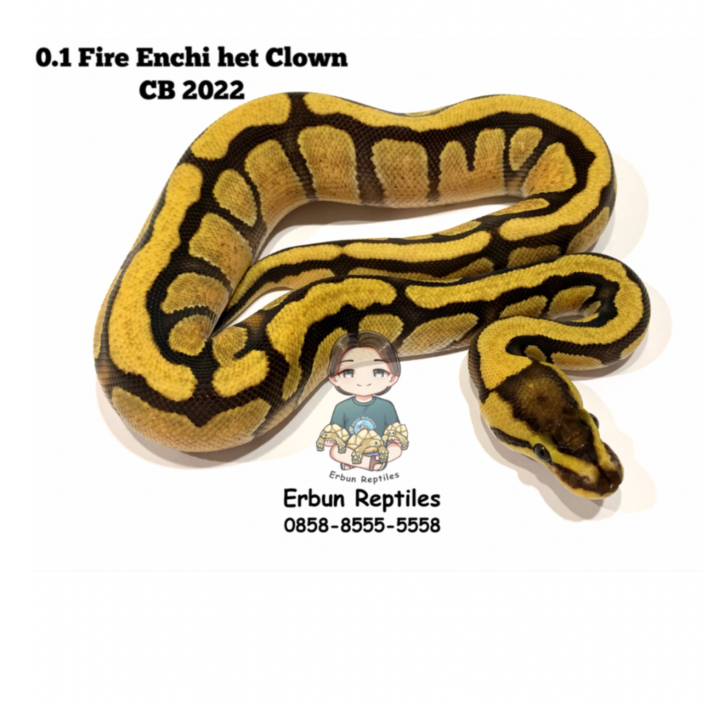 0.1 Fire Enchi het Clown