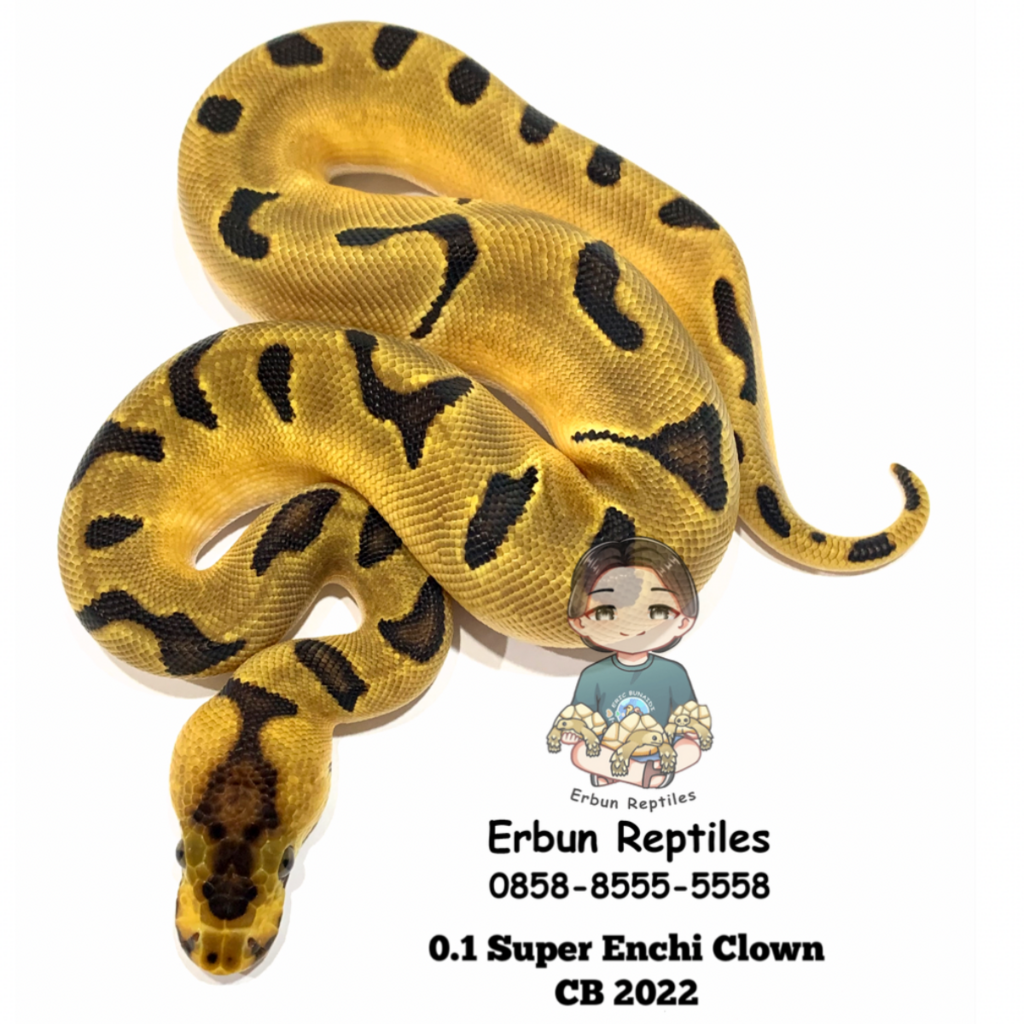 0.1 Super Enchi Clown