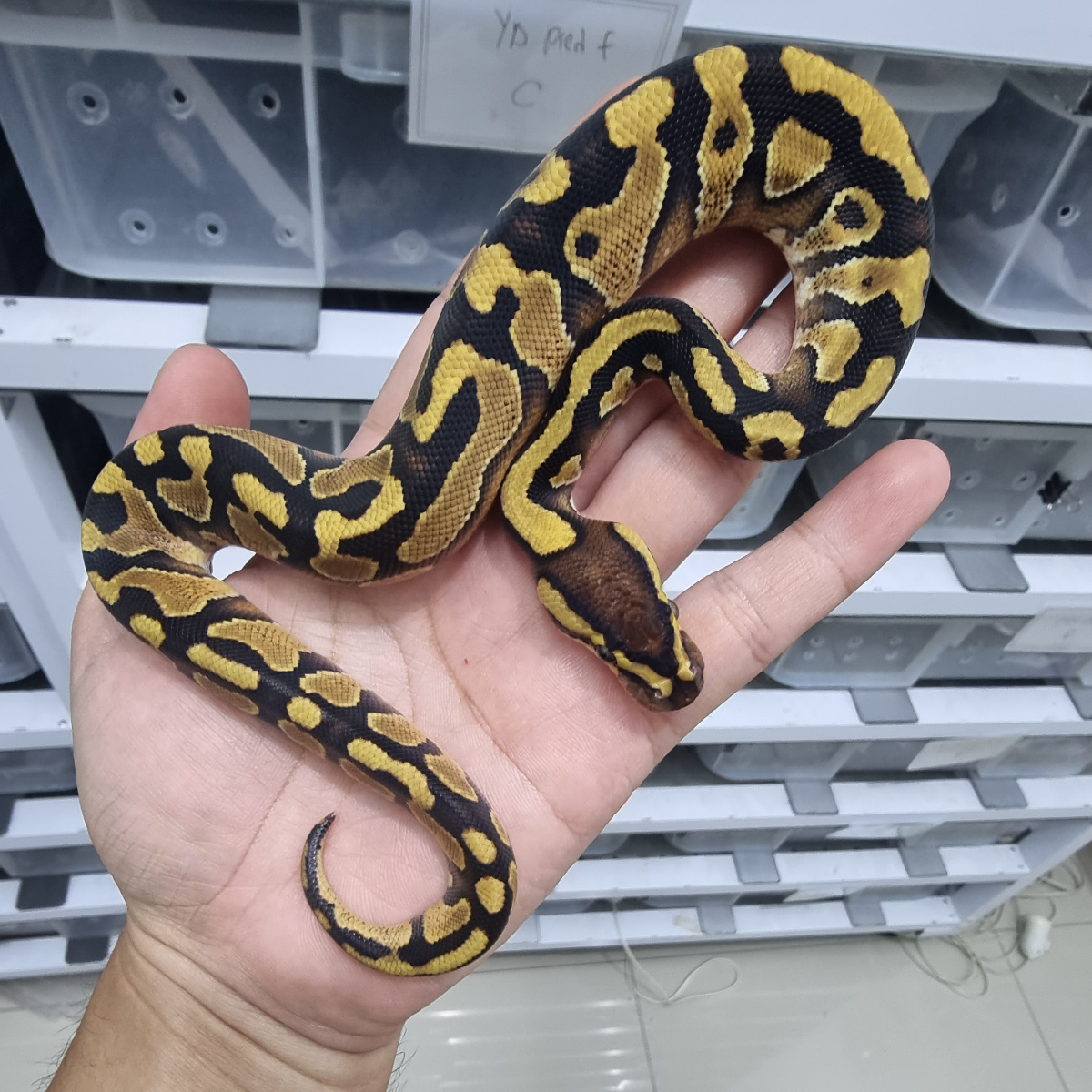 1.0 enchi yellow belly he