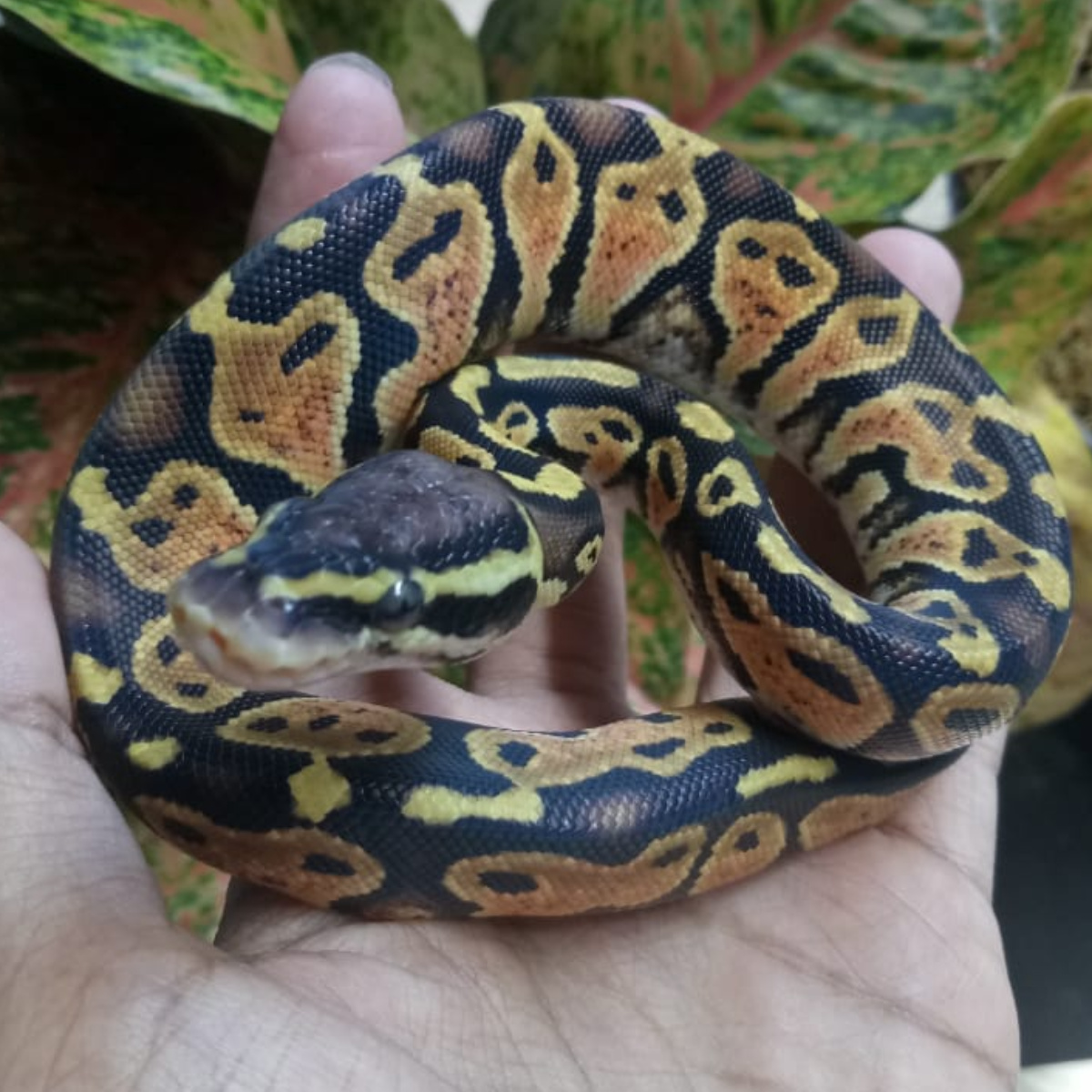 Ball Python Pastel Female