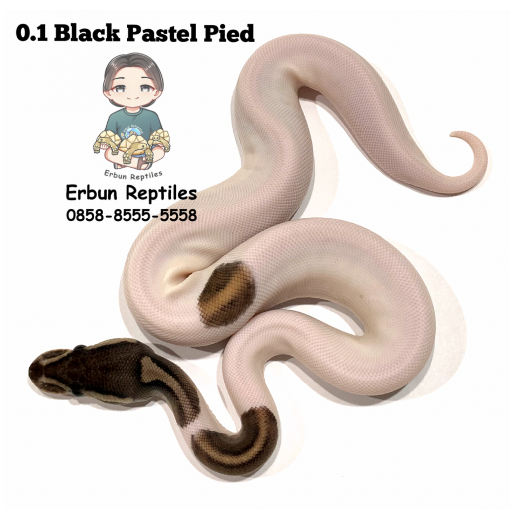 0.1 Black Pastel Pied