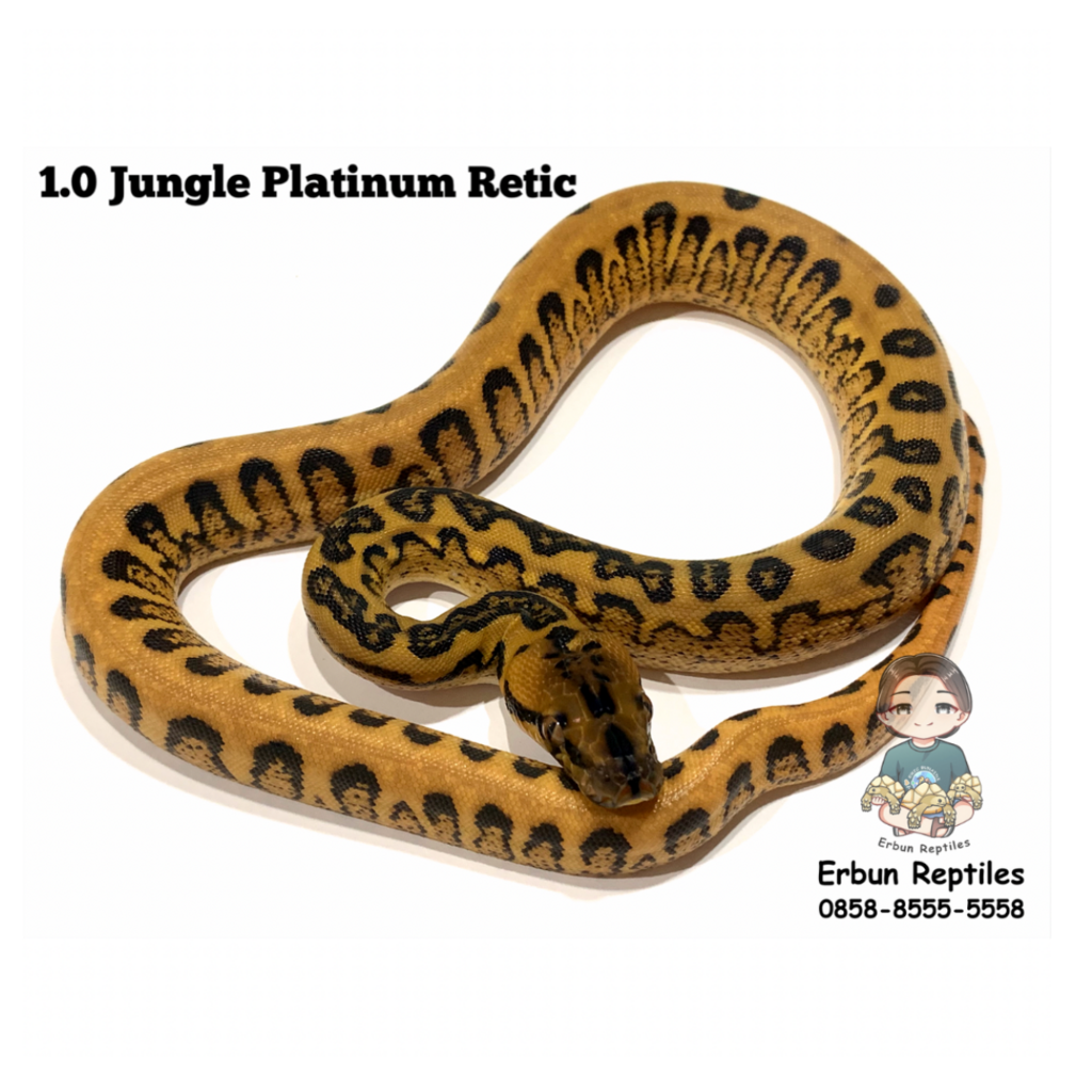 Jungle Platinum Retic