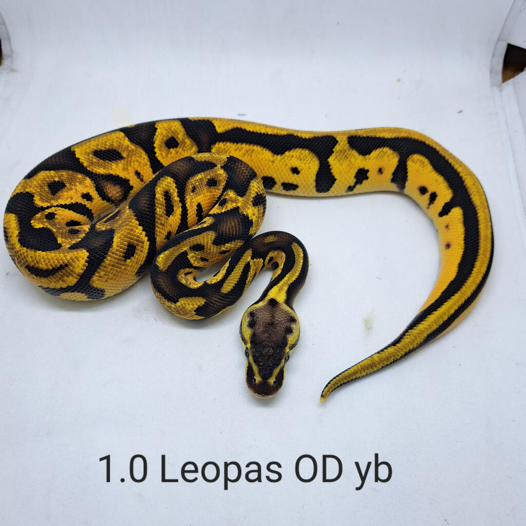 1.0 Leopard Pastel ODYB P