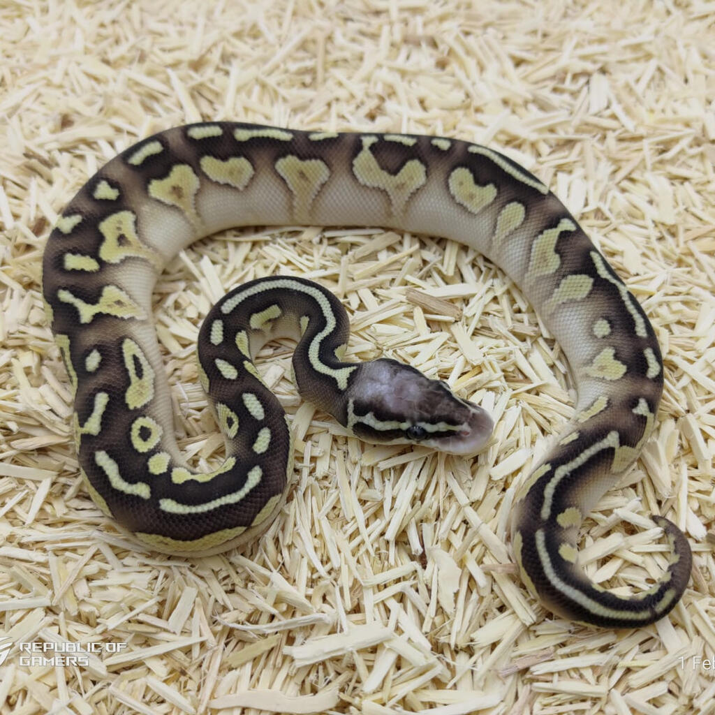 F Lesser Pastel YB Het Cl