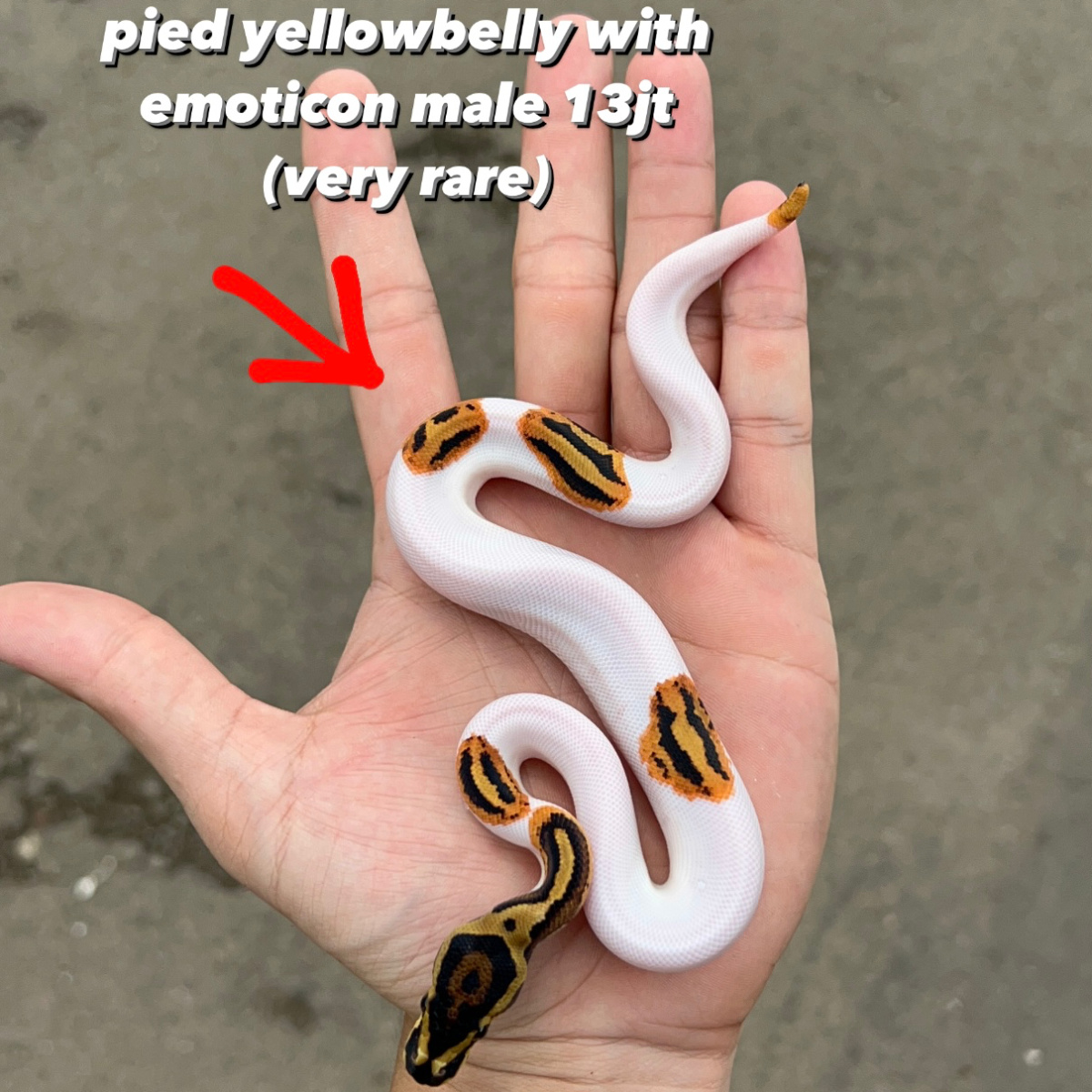 ball python pied emoticon / pied yellowbelly