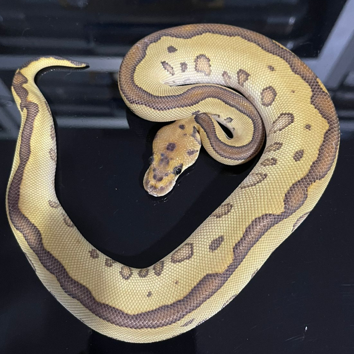 F Lesser Leopard Clown