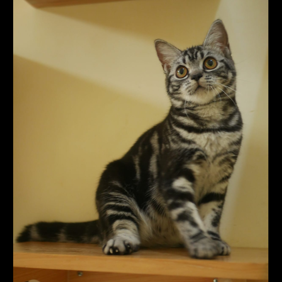 American Shorthair/ASH (P