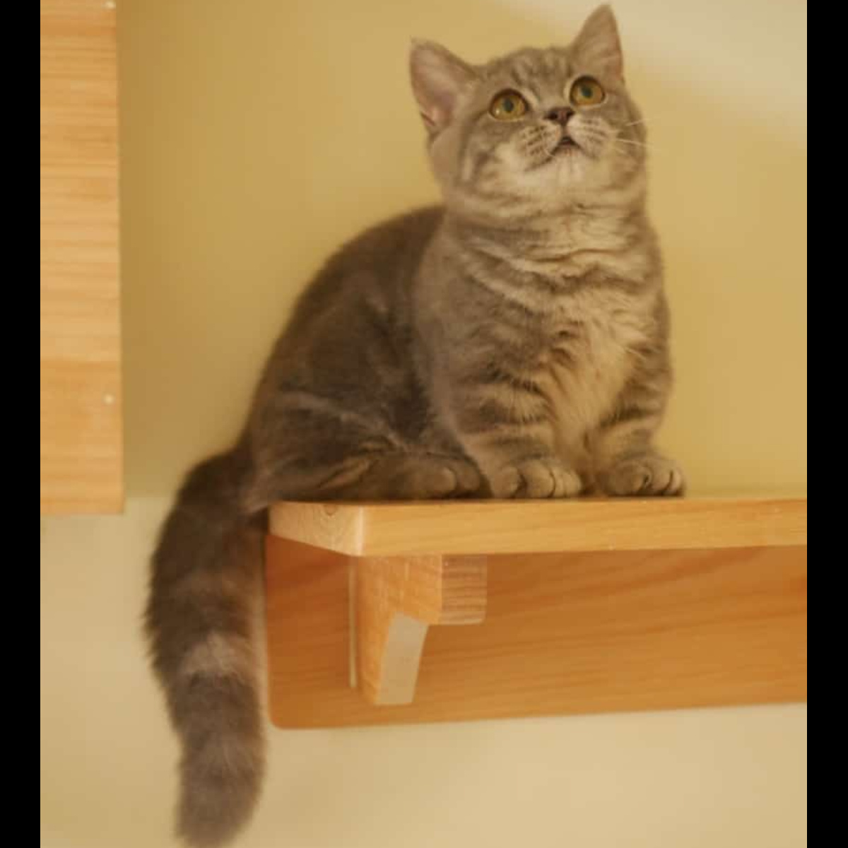 Munchkin British Shorthai
