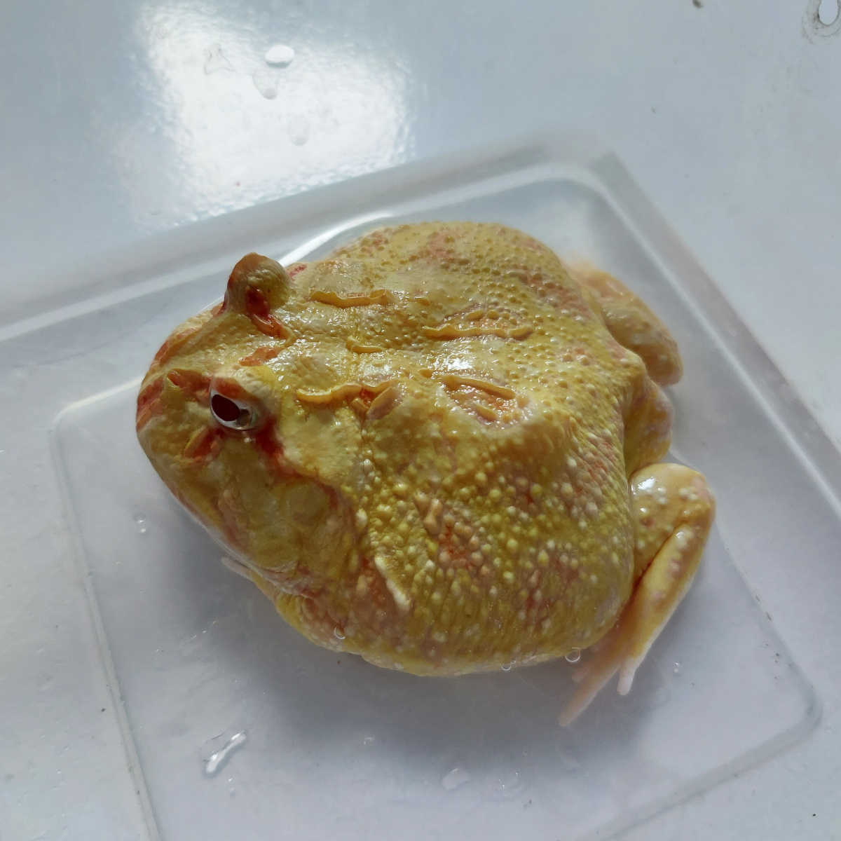 Pacman albino less patter