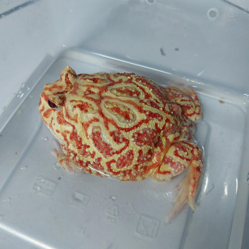 Pacman sunburst jantan si