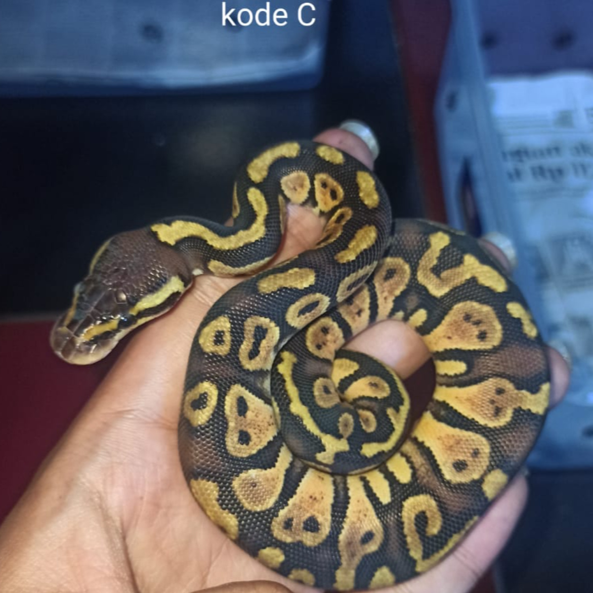 ball python pastel female