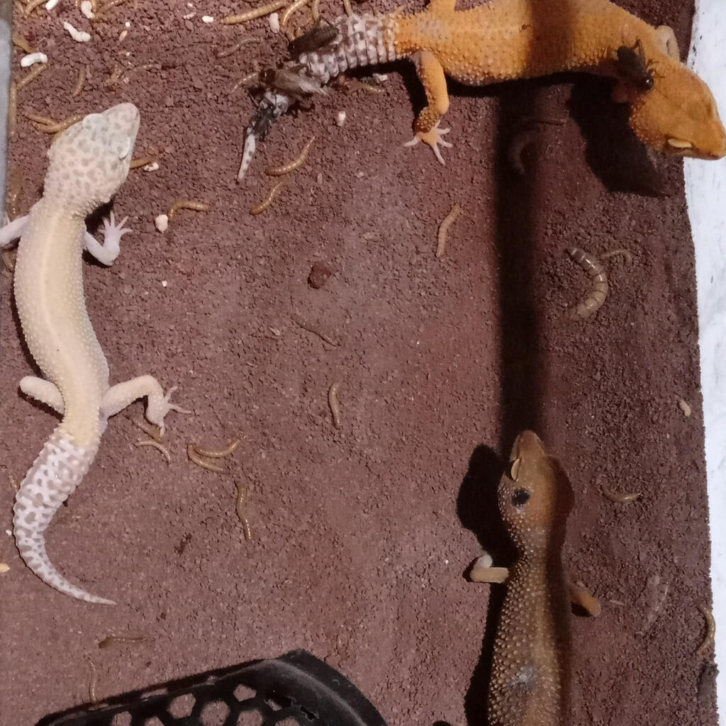 Leopard Gecko