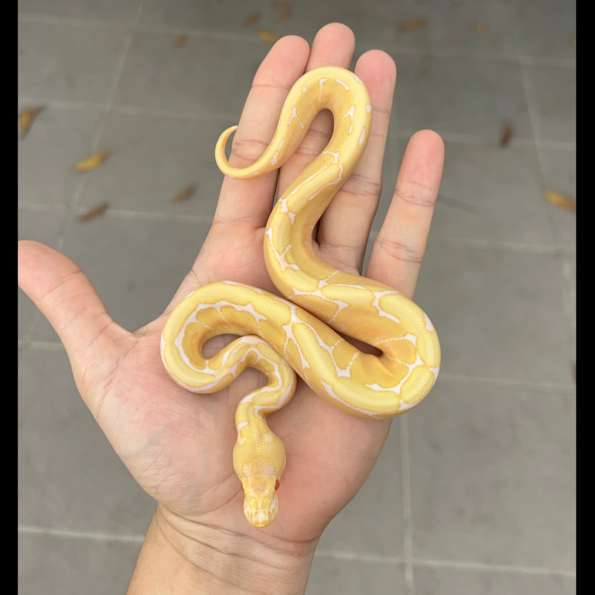 f ball python albino spid