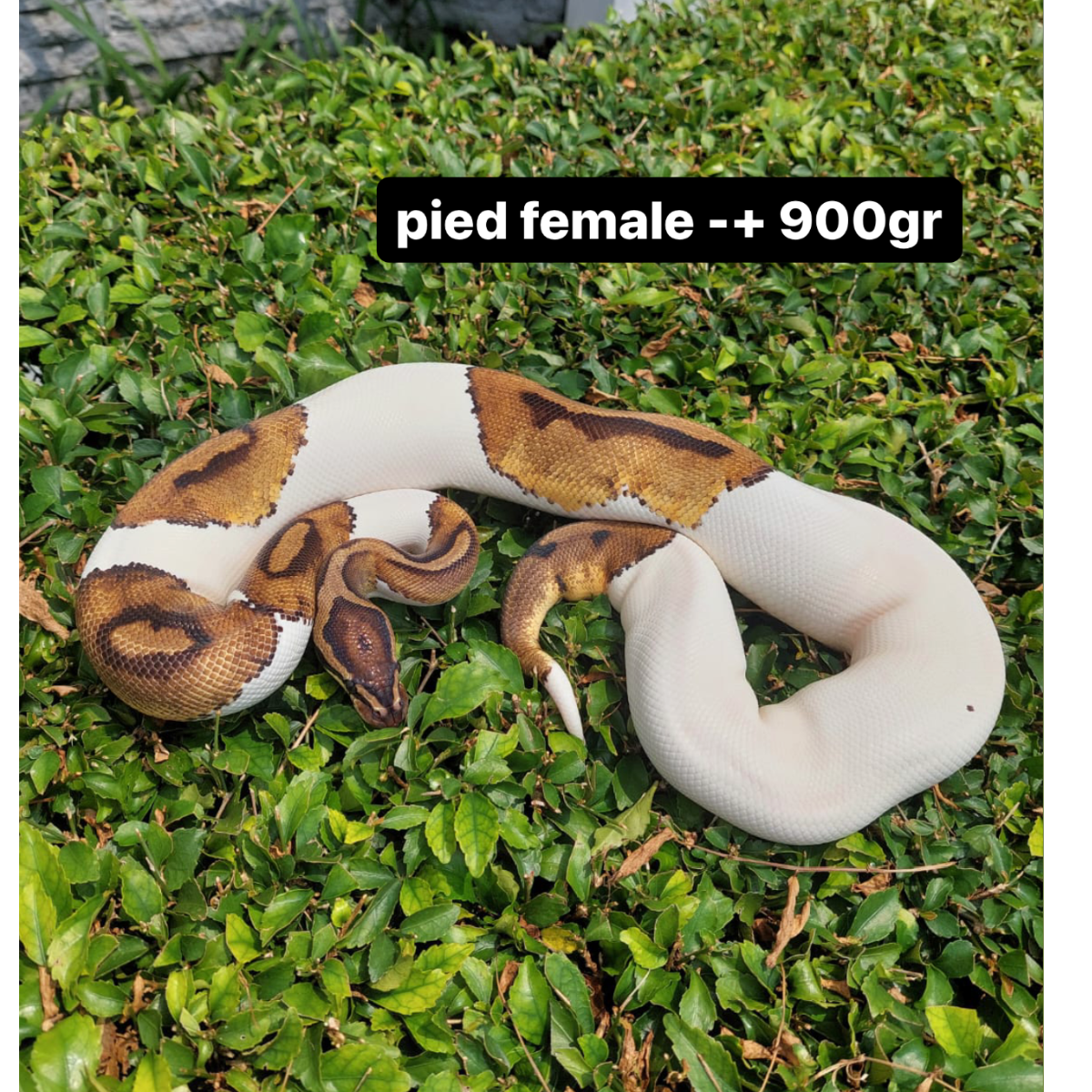 f ball python pied female