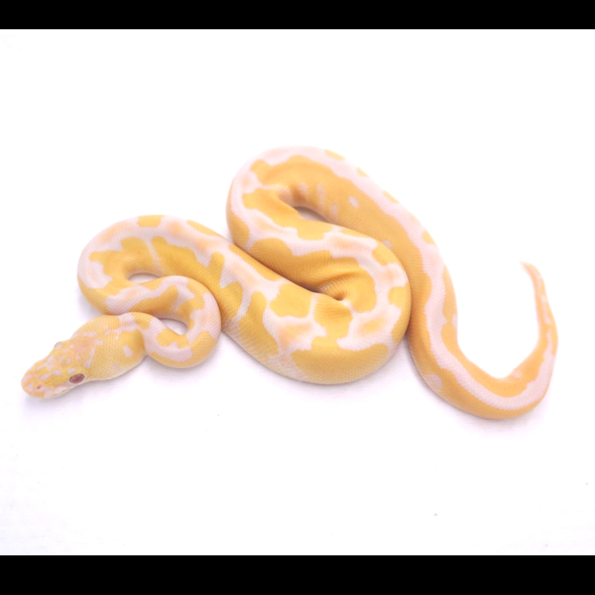 F pastel grail poss het d