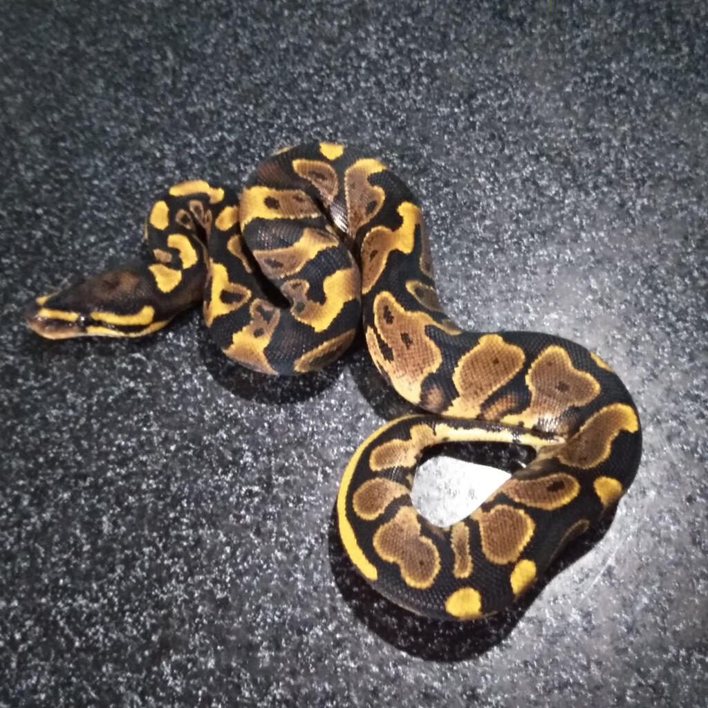F Yellow Belly