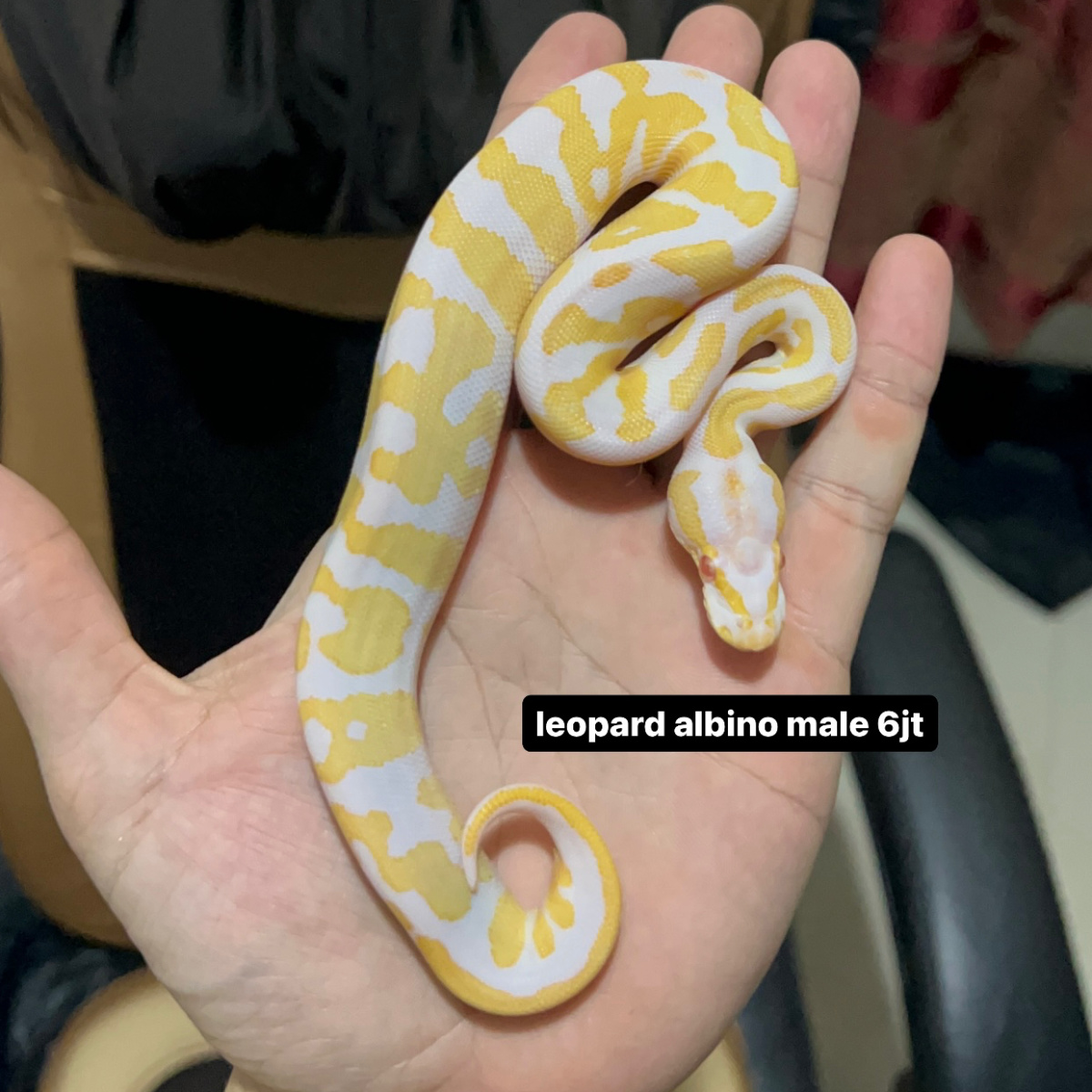ball python albino leopar