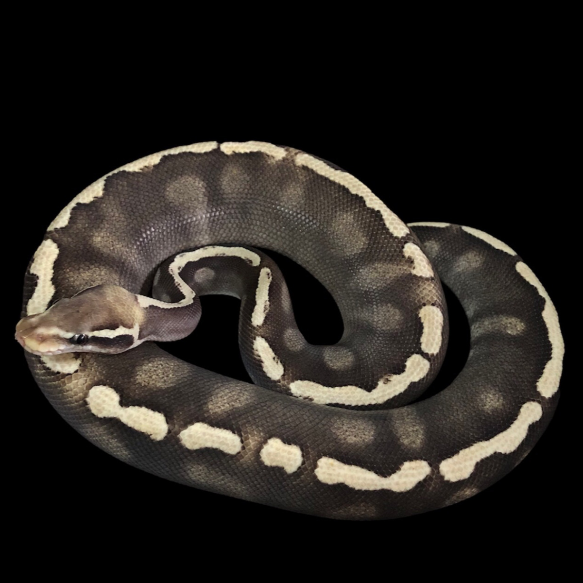 GHI Mojave Pastel Pinstripe