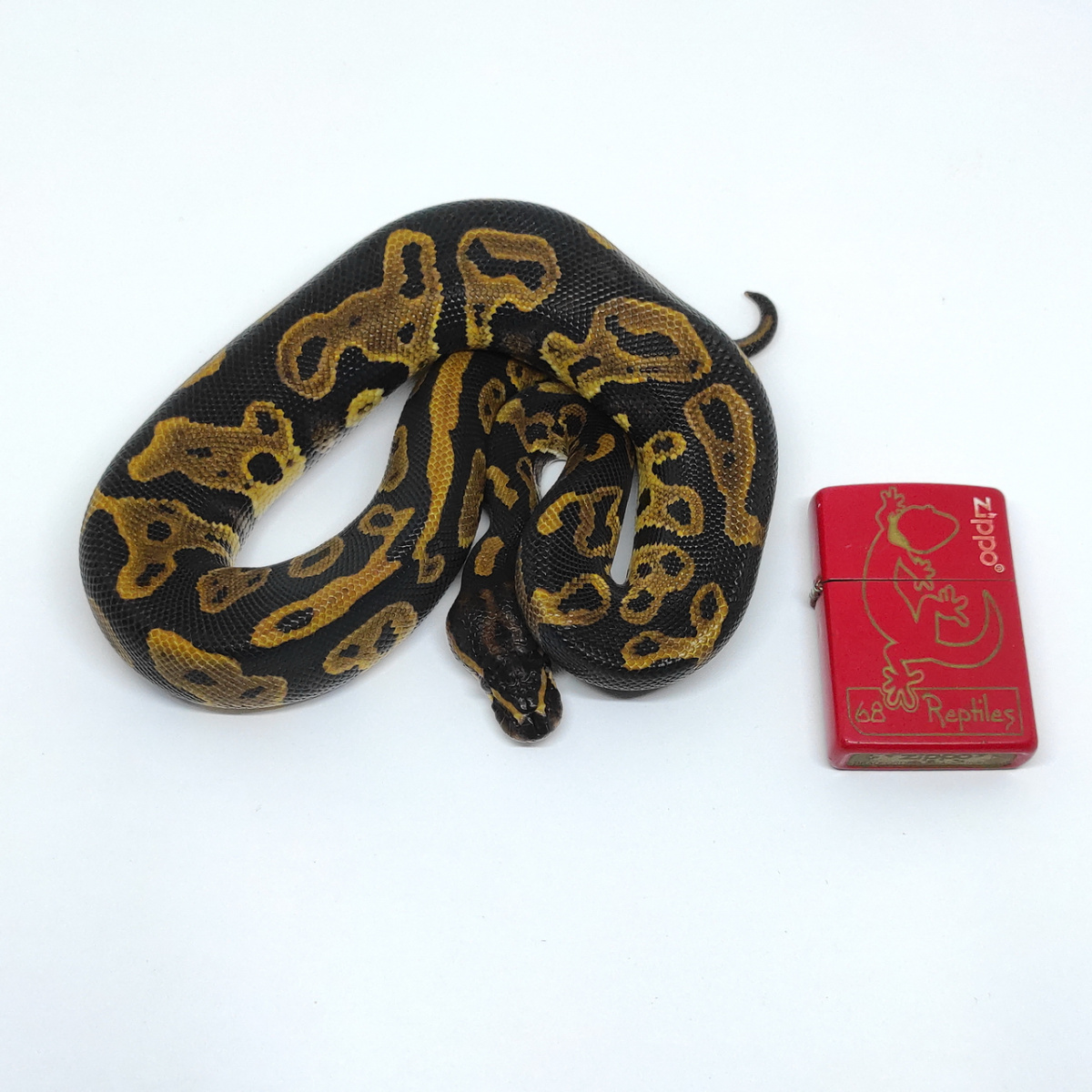 Leopard Het Sunset