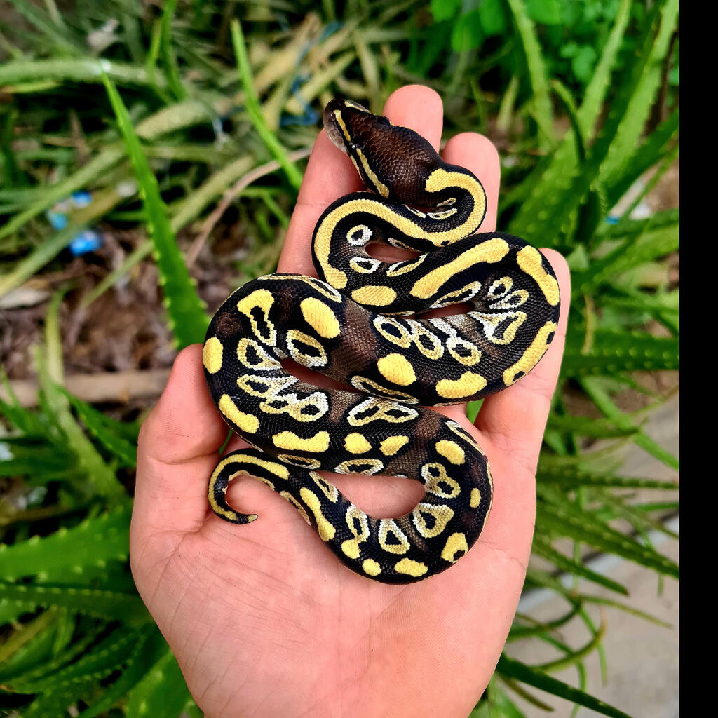M MOJAVE FIRE