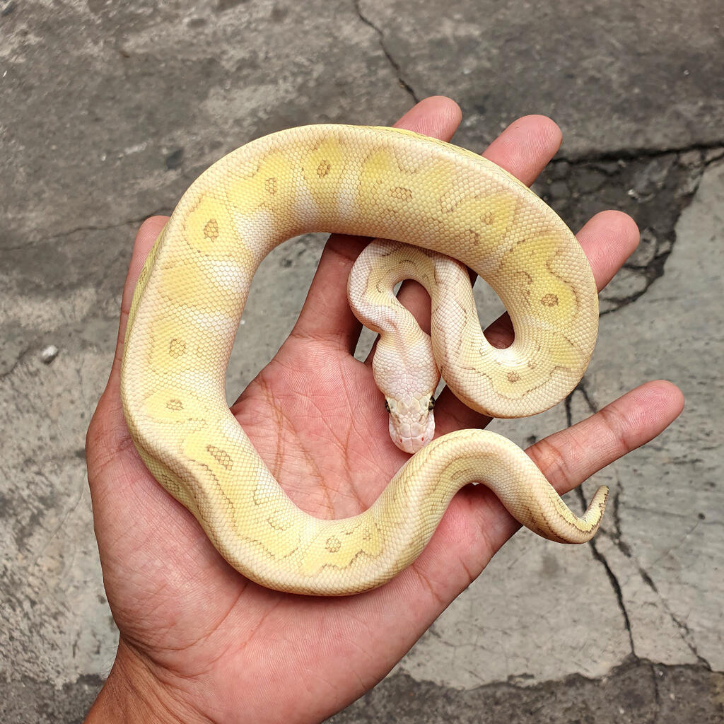 KILLER LESSER SPOTNOSE CL
