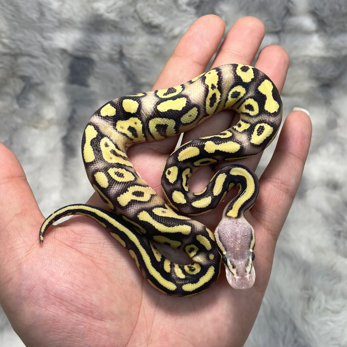 Male Fire Pastel Mojave 1