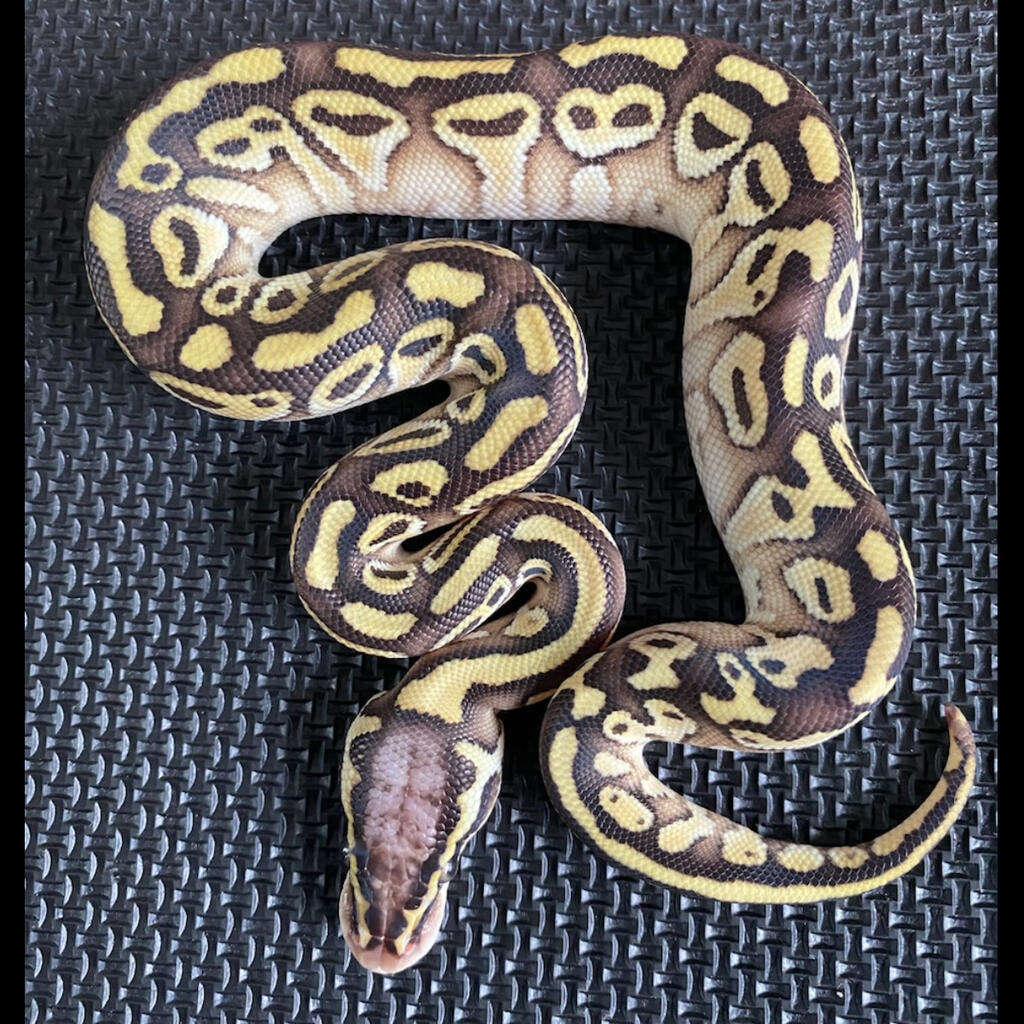 M Pastel Lesser het Clown