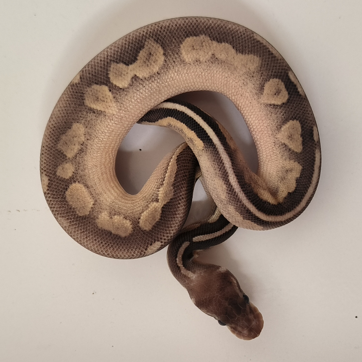Mojave Cinnamon Pastel Ak