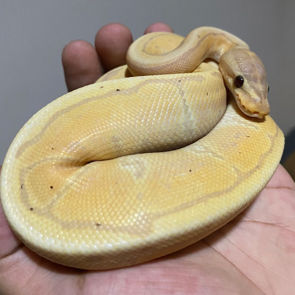 Ball Python Lavender Albino Banana Pink Stripe
