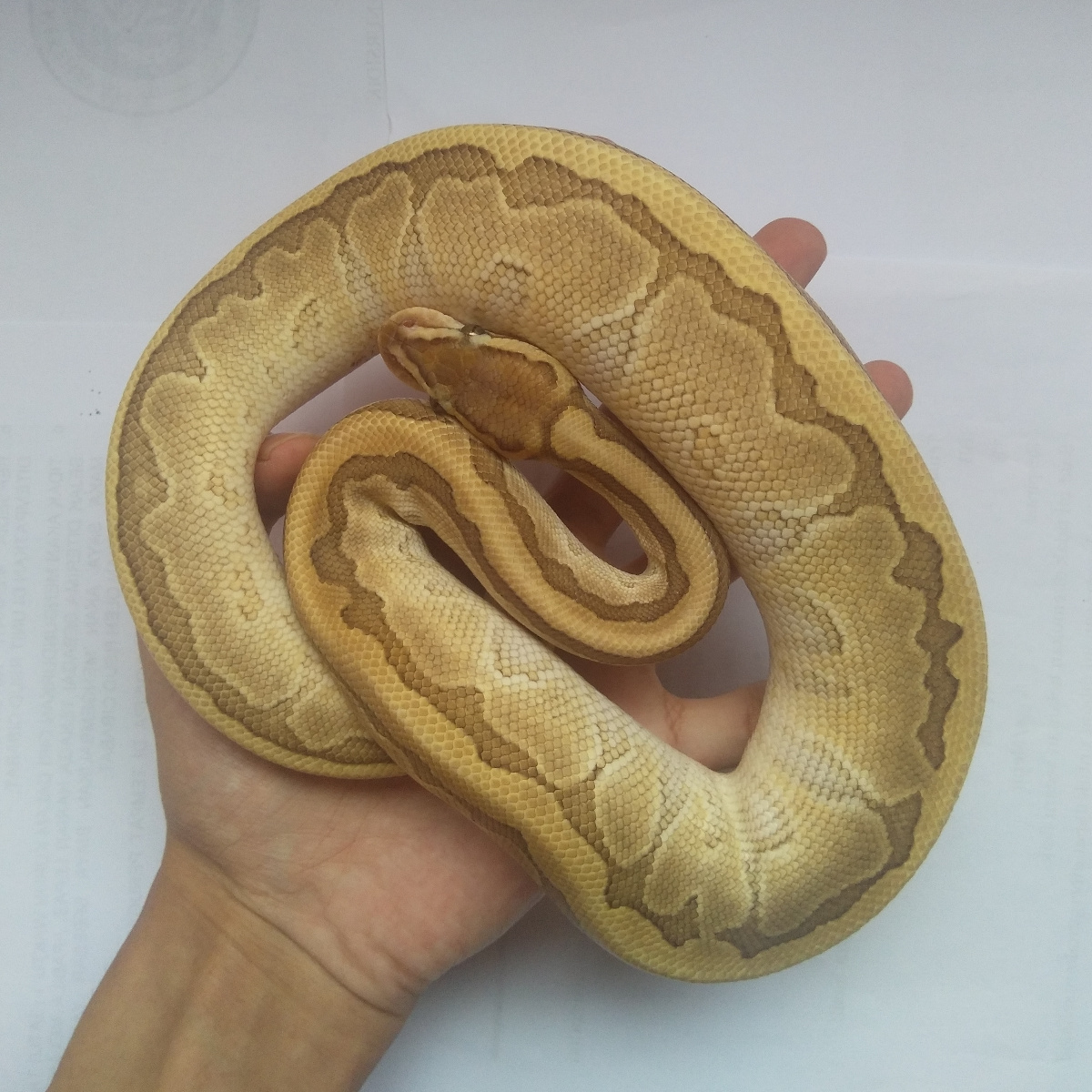 M Lesser Pinstripe Yellow