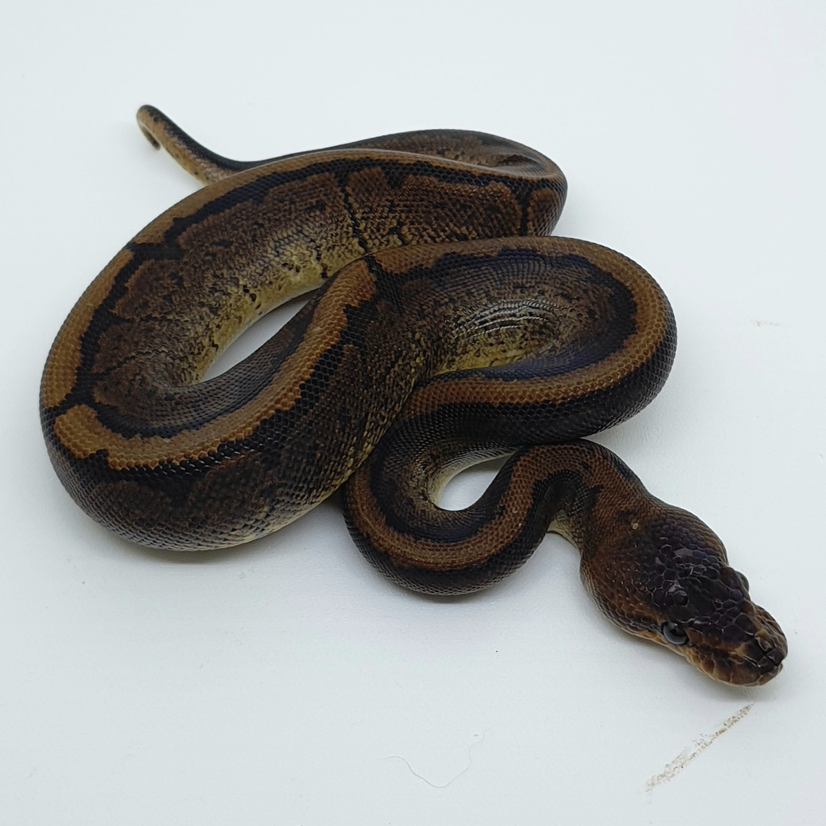 MAHOGANY PINSTRIPE